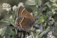 Callophrys spinetorum spinetorum
