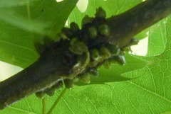 Callirhytis quercusgemmaria