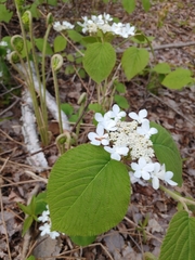 Viburnum lantanoides image