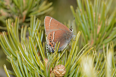 Callophrys spinetorum spinetorum