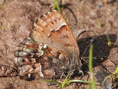 Callophrys lanoraieensis