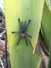 Pachistopelma rufonigrum