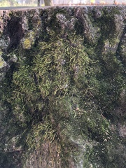 Bryophyta