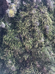 Bryophyta