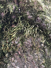 Bryophyta