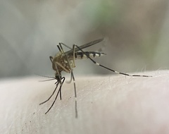Aedes canadensis canadensis