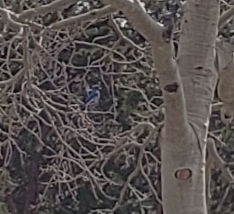 Aphelocoma woodhouseii