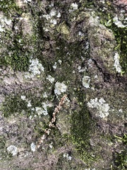 Lecanoromycetes
