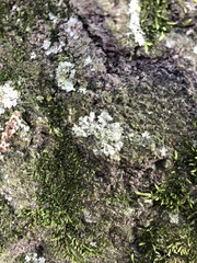 Lecanoromycetes