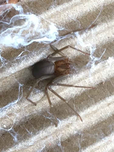 Loxosceles amazonica · NaturaLista Mexico