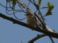 Prinia gracilis