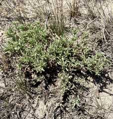 Atriplex gardneri