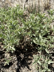 Atriplex gardneri