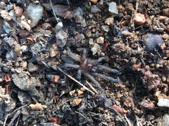 Dolichothele exilis