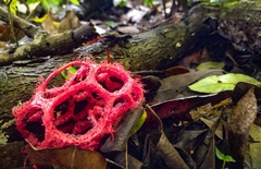 Clathrus cristatus
