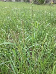 Lolium rigidum