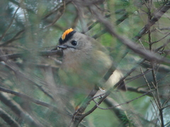 Regulus regulus teneriffae