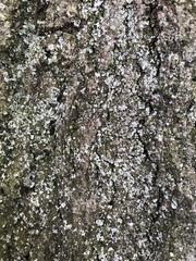 Lecanoromycetes