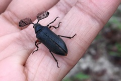 Polytomus abdominalis