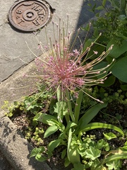 Allium schubertii