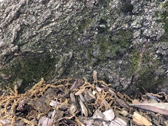 Bryophyta
