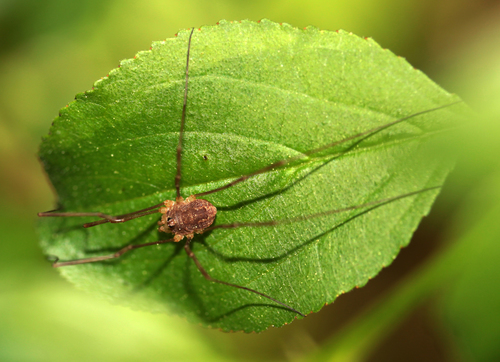 Spring Harvestman photo 6