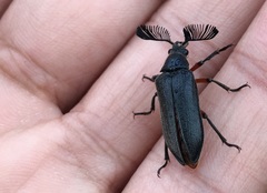 Polytomus abdominalis