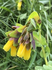 Cerinthe major