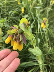 Cerinthe major