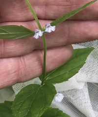 Scutellaria nervosa