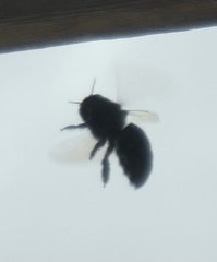 Xylocopa californica
