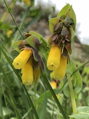 Cerinthe major