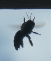 Xylocopa californica