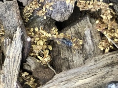 Insecta