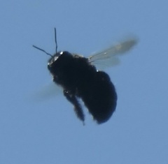 Xylocopa californica