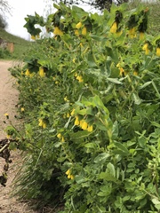 Cerinthe major