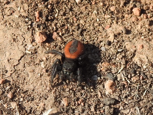 Phidippus amans