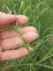Lolium rigidum