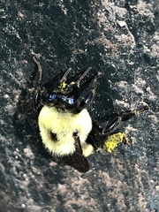 Bombus griseocollis