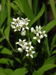 Comandra umbellata umbellata