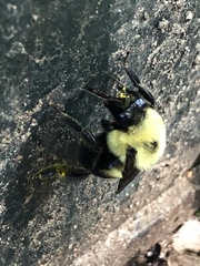 Bombus griseocollis