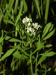 Comandra umbellata umbellata