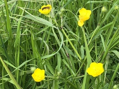 Ranunculus