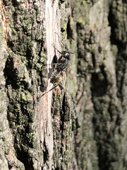 Camponotus pennsylvanicus