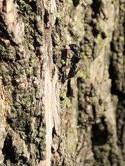 Camponotus pennsylvanicus