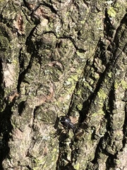 Camponotus pennsylvanicus