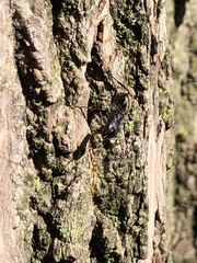 Camponotus pennsylvanicus