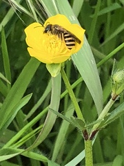 Halictus scabiosae