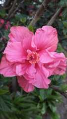 Hibiscus rosa-sinensis