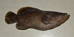 Rypticus maculatus